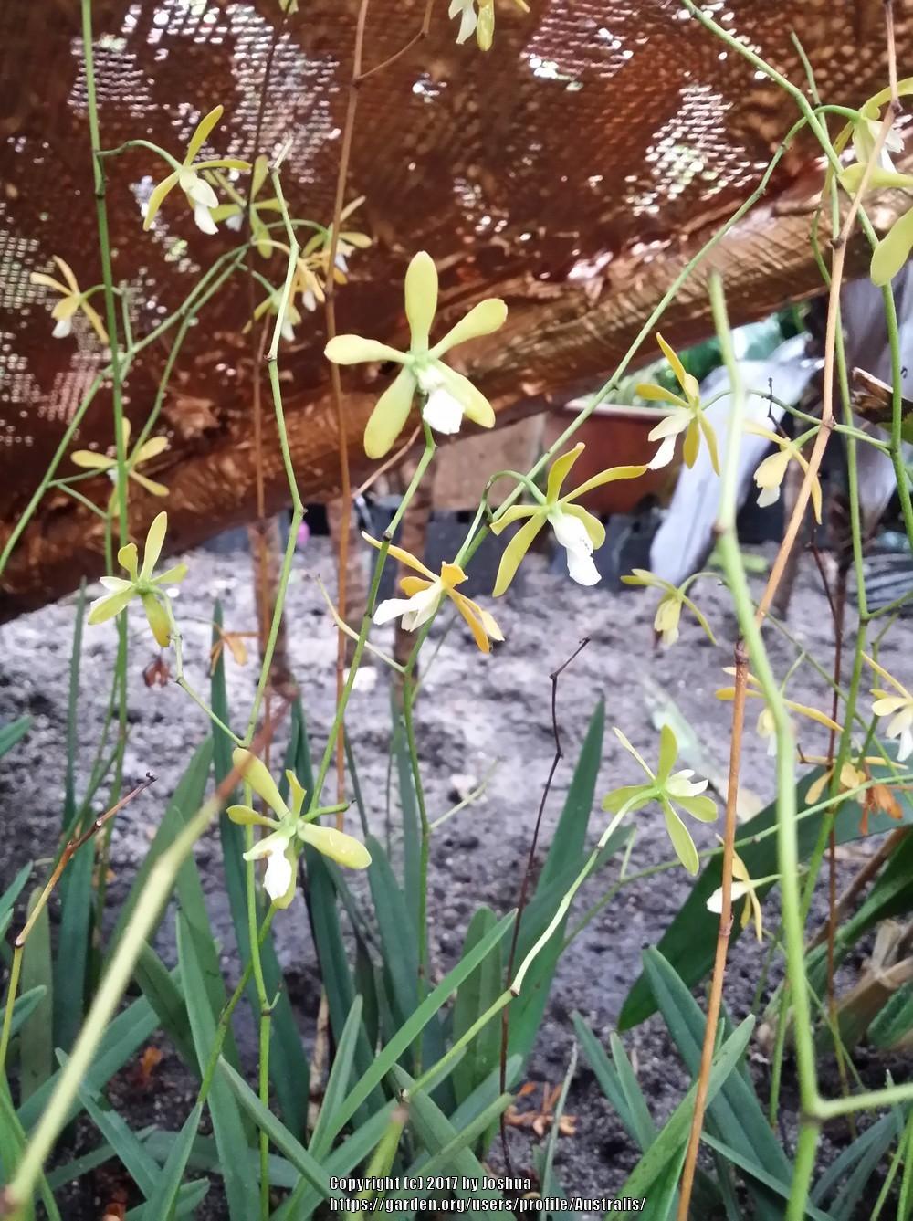 Photo of Florida Butterfly Orchid (Encyclia tampensis) uploaded by Australis