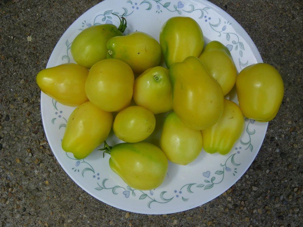 Photo of Tomato (Solanum lycopersicum 'Ivory Egg') uploaded by Newyorkrita