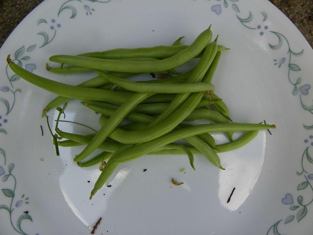 Photo of Snap Bean (String (Phaseolus vulgaris 'Black Seeded Blue Lake') uploaded by Newyorkrita