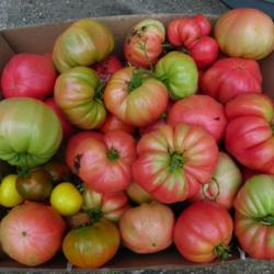 Location: Long Island, NY 
Date: 2016-08-10
A box of heirloom tomatoes.