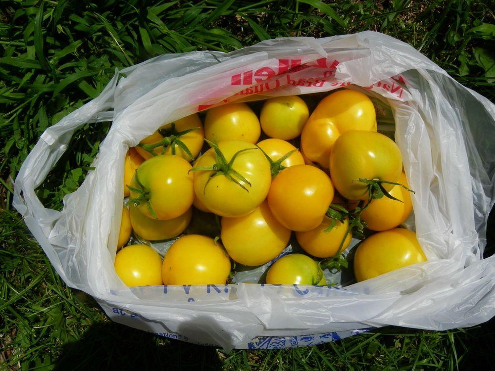 Photo of Tomato (Solanum lycopersicum 'Taxi') uploaded by Newyorkrita