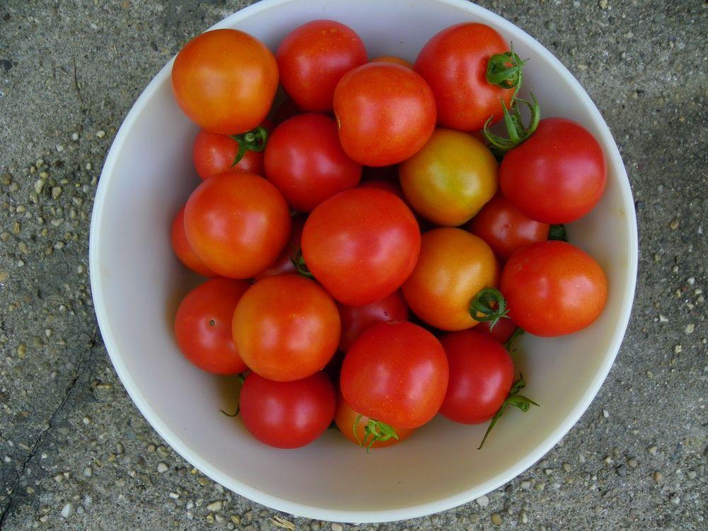 Photo of Tomato (Solanum lycopersicum 'Amy's Sugar Gem') uploaded by Newyorkrita