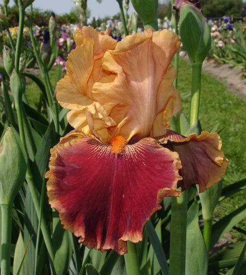 Photo of Tall Bearded Iris (Iris 'Autumn Harvest') uploaded by TBMan