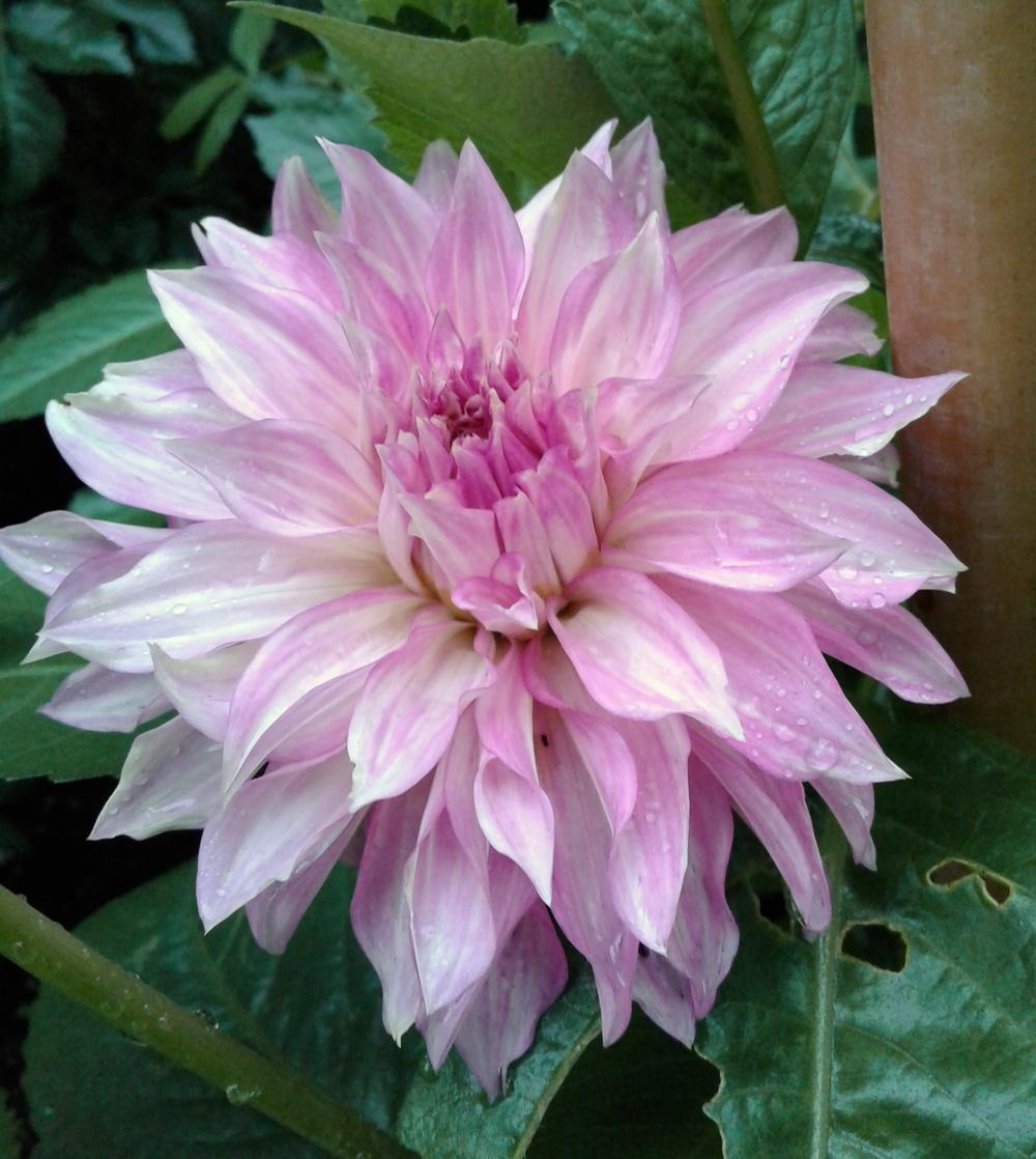Photo of Dahlia 'Clearview Lila' uploaded by mandolls