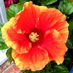 Location: My garden, central NJ, Zone 7A
Date: 2017-08-29
Tropical Hibiscus - Imperial Dragon