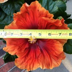 Location: My garden, central NJ, Zone 7A
Date: 2017-08-30
Hibiscus Imperial Dragon - Large flowered, up to 8 - 8 1/2 Inches