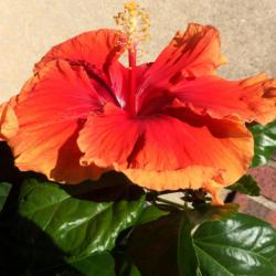 Location: My garden, central NJ, Zone 7A
Date: 2017-08-30
Tropical Hibiscus Imperial Dragon - Another View