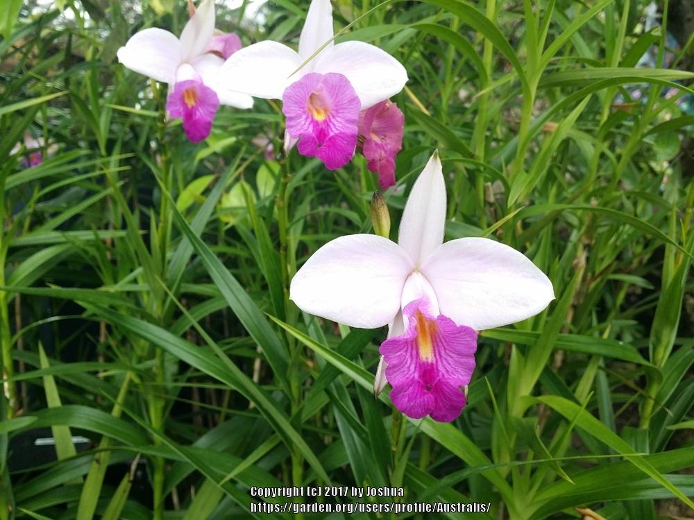 Photo of Bamboo Orchid (Arundina graminifolia) uploaded by Australis