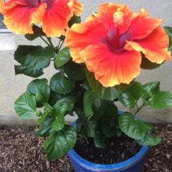 Location: My garden, central NJ, Zone 7A
Date: 2017-08-31
Tropical Hibiscus Imperial Dragon - Entire Plant