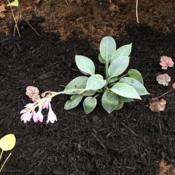Newly planted...when planted with greener Hosta, looks powder blu
