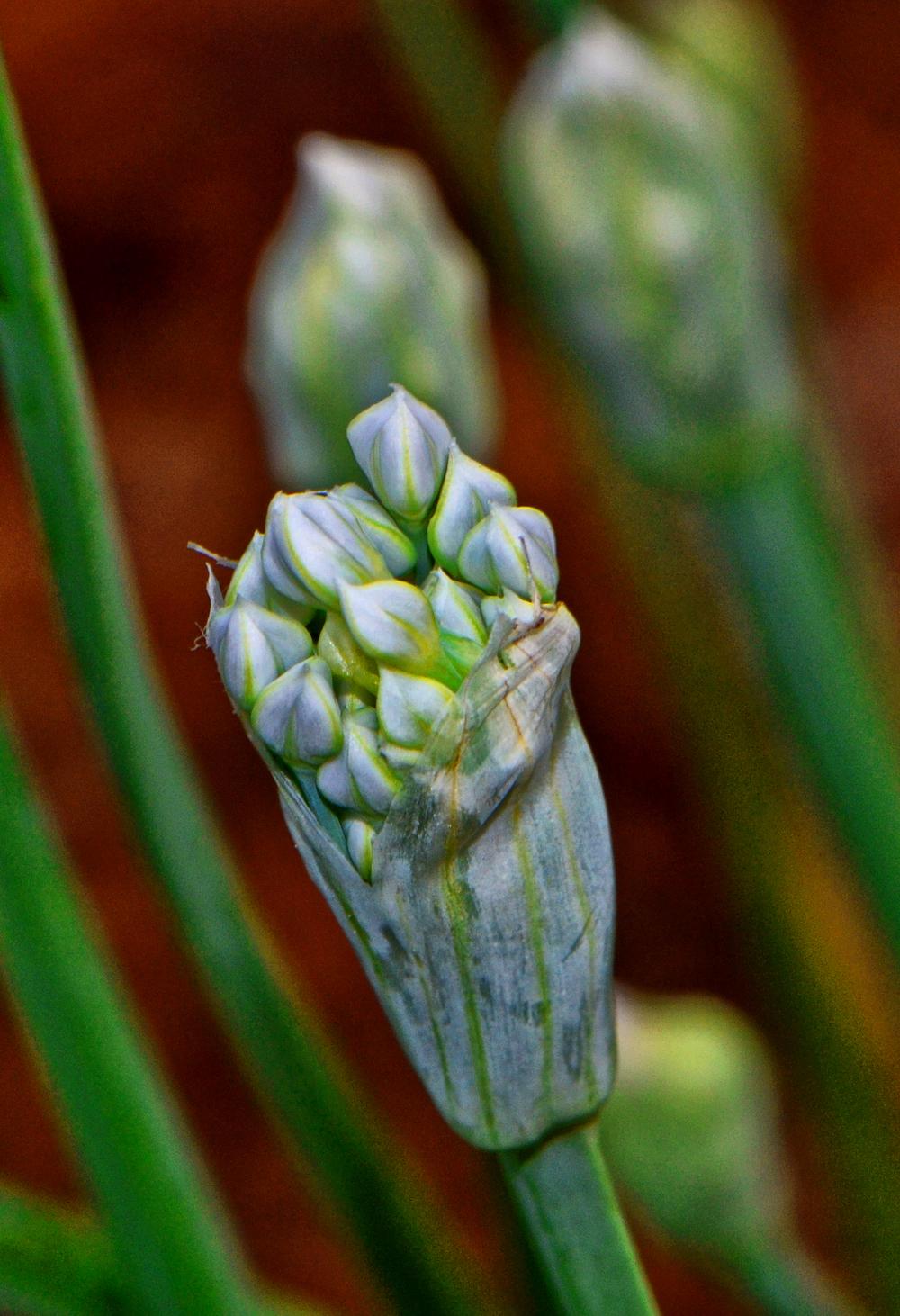 Photo of Garlic Chives (Allium tuberosum) uploaded by dawiz1753