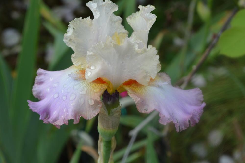 Photo of Tall Bearded Iris (Iris 'Sunlit Windows') uploaded by iciris
