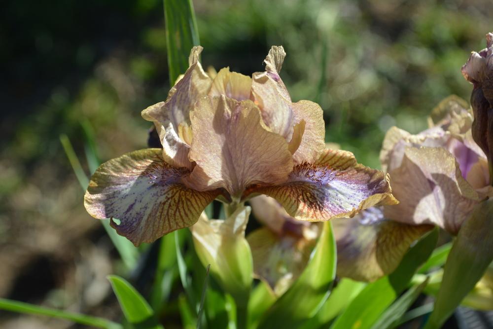 Photo of Standard Dwarf Bearded Iris (Iris 'Pretty Button') uploaded by iciris