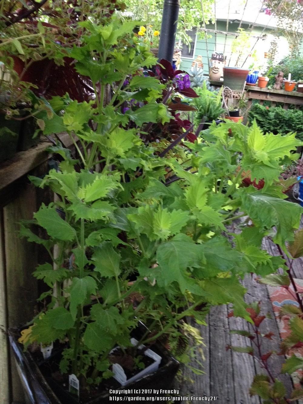 Photo of Coleus (Coleus scutellarioides Wasabi™ ) uploaded by Frenchy21
