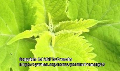 Photo of Coleus (Coleus scutellarioides Wasabi™ ) uploaded by Frenchy21