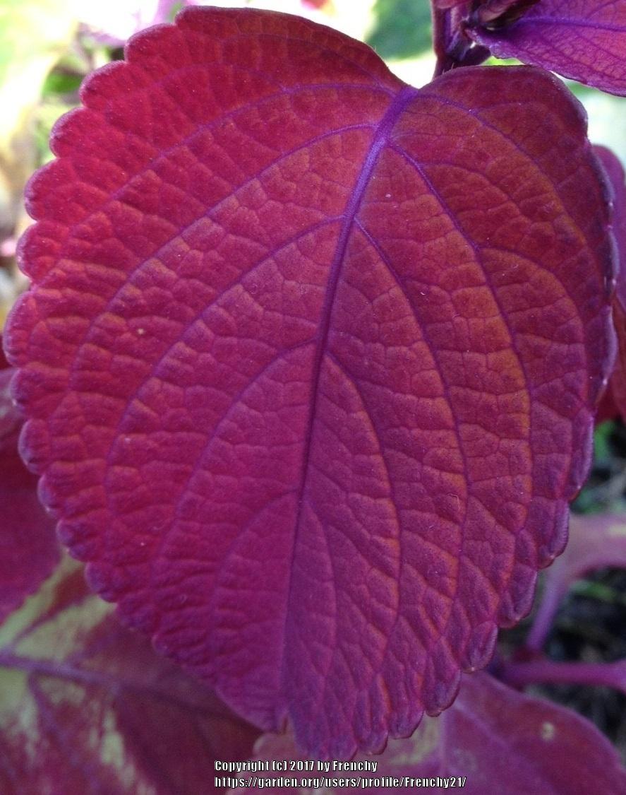Photo of Coleus (Coleus scutellarioides Campfire) uploaded by Frenchy21