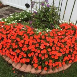 Location: My garden, central NJ, Zone 7A
Date: 2017-09-03
Sunpatiens Compact Electric Orange