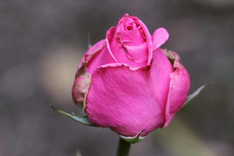 Photo of Rose (Rosa 'Beverly') uploaded by RuuddeBlock
