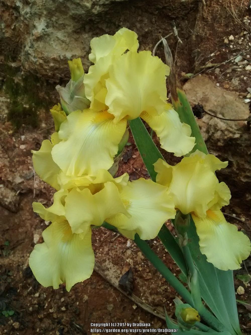 Photo of Tall Bearded Iris (Iris 'Corn Harvest') uploaded by DraDiana