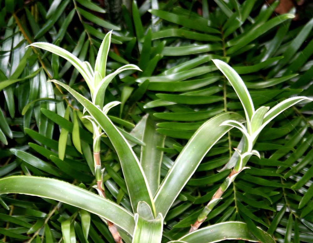 Photo of Bromeliad (Billbergia amoena) uploaded by ScotTi