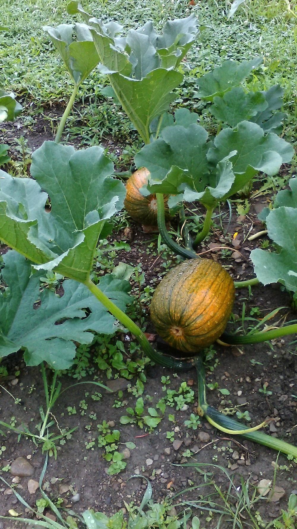 Photo of Pumpkin (Cucurbita pepo 'Sugar Pie') uploaded by m33jones2
