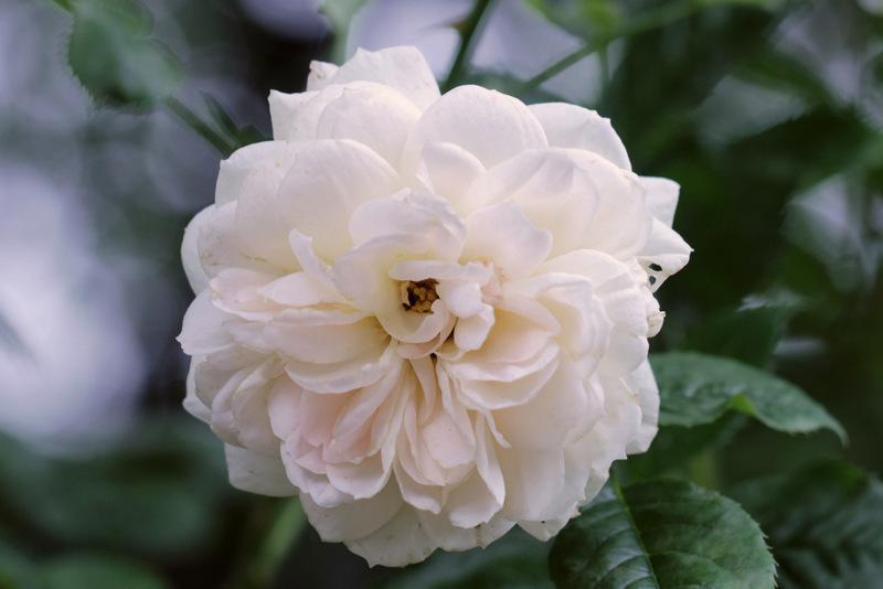 Photo of Rose (Rosa 'Stanwell Perpetual') uploaded by RuuddeBlock