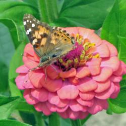 Location: My Gardens
Date: August 31. 2017
Butterflies Love Them #Pollinator #Butterflies