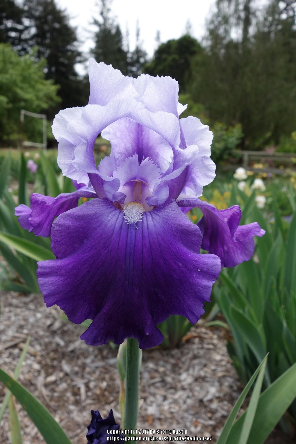 Photo of Tall Bearded Iris (Iris 'Mystique') uploaded by Henhouse