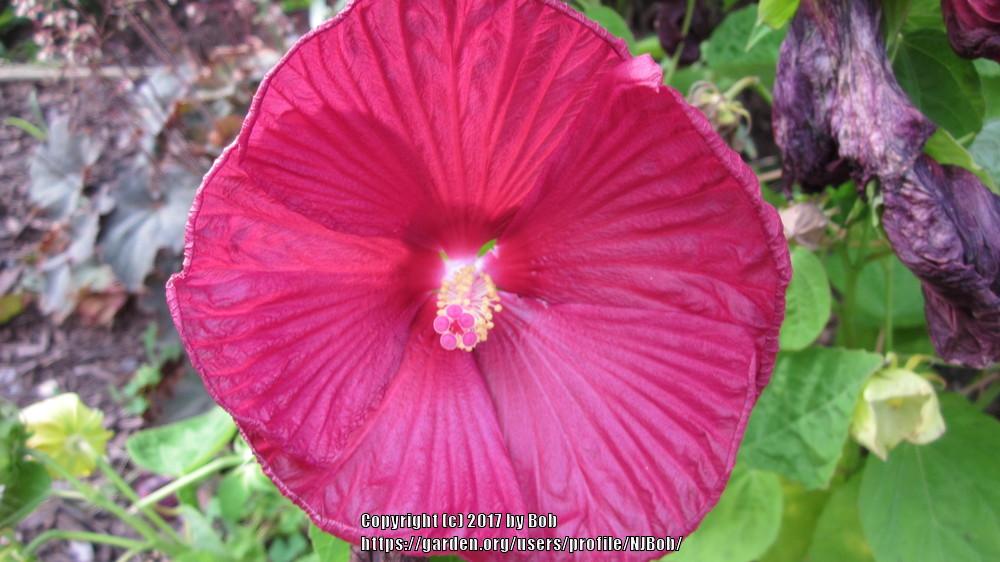 Photo of Hybrid Hardy Hibiscus (Hibiscus Luna™ Red) uploaded by NJBob