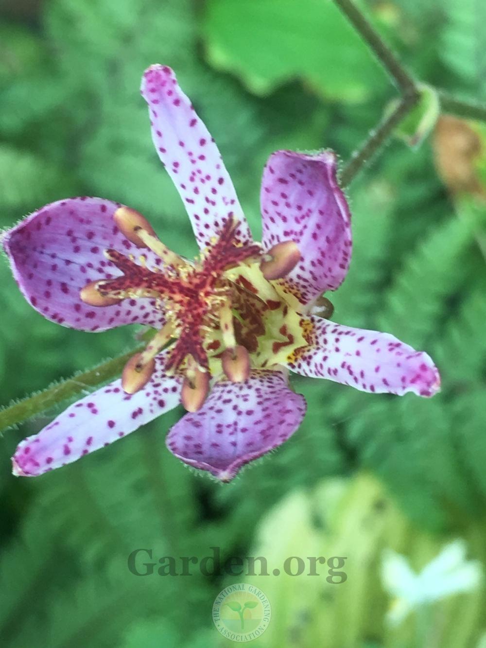 Photo of Toad Lily (Tricyrtis formosana 'Samurai') uploaded by springcolor