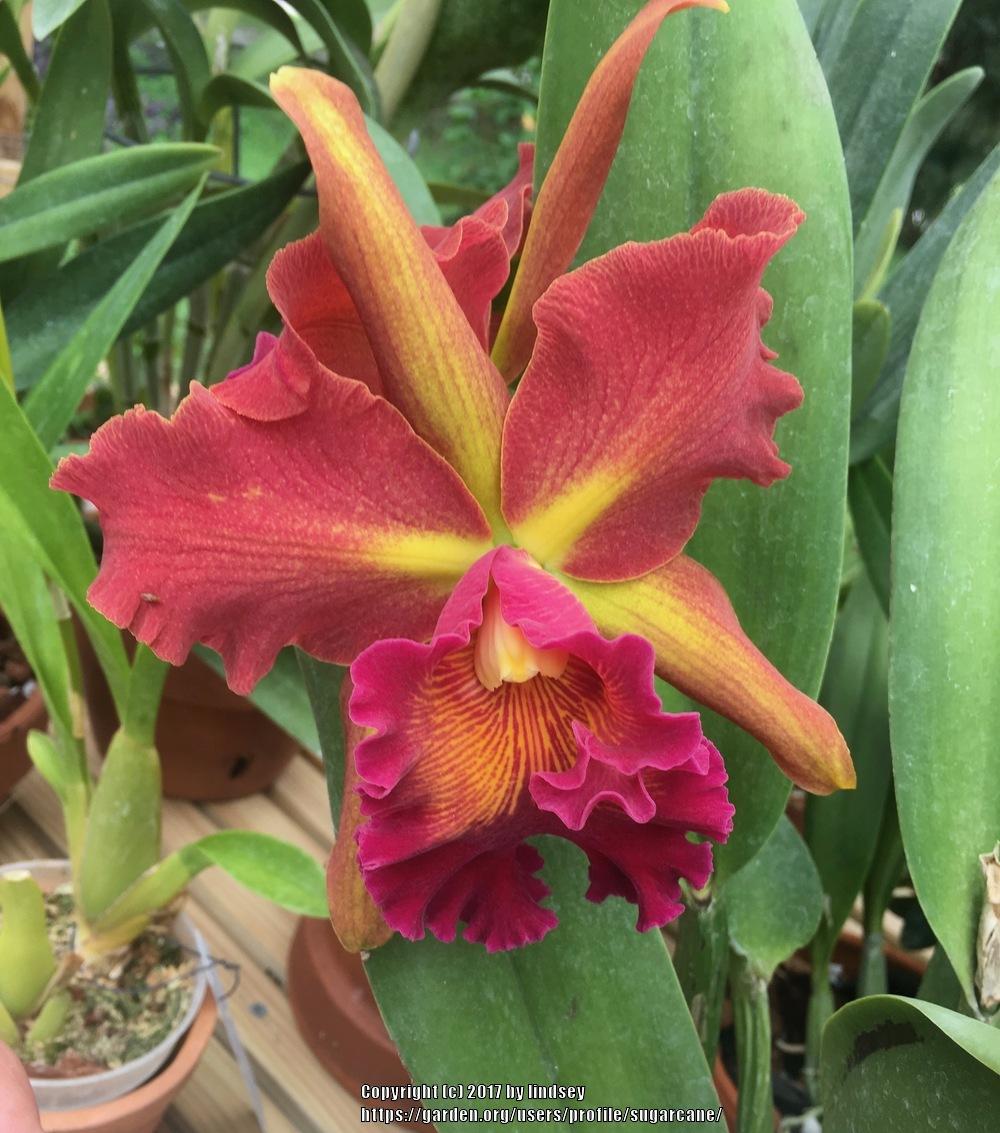 Photo of Orchid (Rhyncholaeliocattleya Susan Fender 'Cinnamon Stick') uploaded by sugarcane