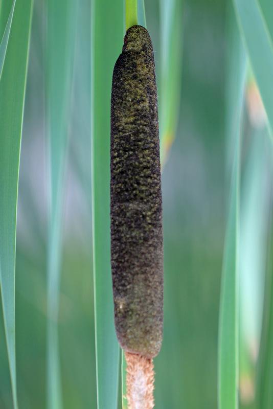 Photo of Cattail (Typha latifolia) uploaded by RuuddeBlock
