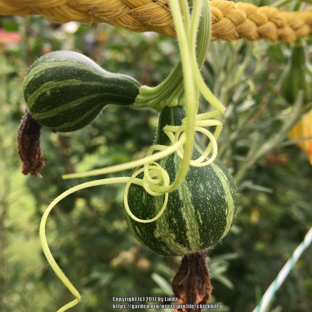 Photo of Ornamental Gourd (Cucurbita pepo 'Tennessee Dancing') uploaded by chickhill