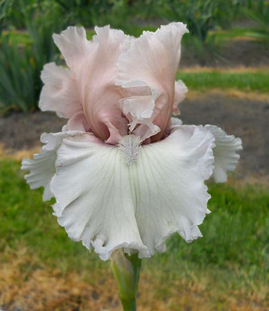 Photo of Tall Bearded Iris (Iris 'Beauty Within') uploaded by TBMan