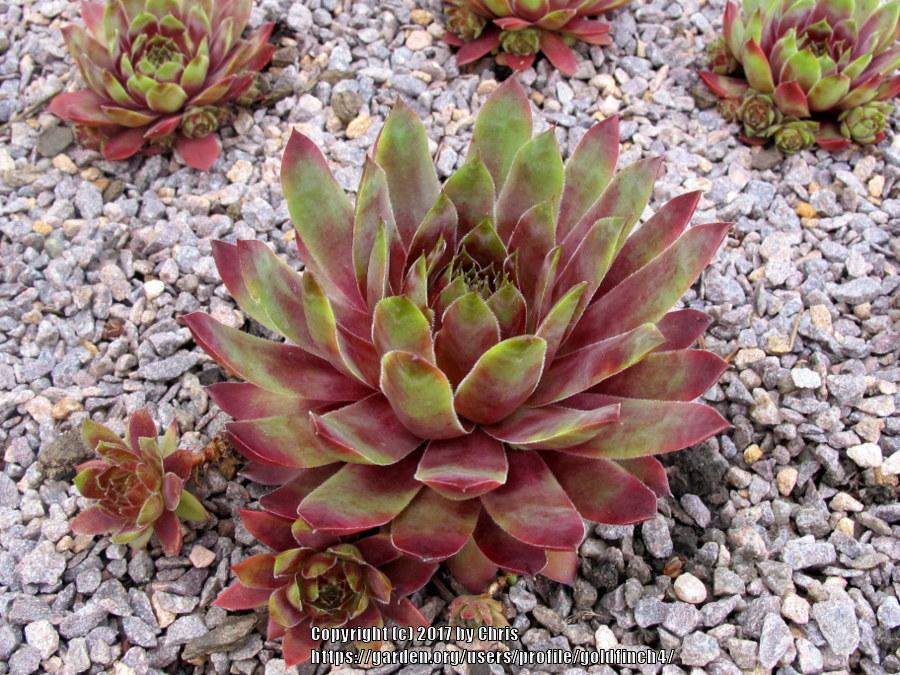 Photo of Hen and Chicks (Sempervivum 'Black Magic Woman') uploaded by goldfinch4