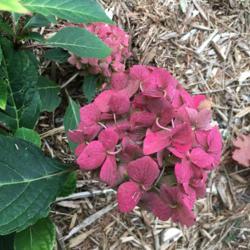 Location: My zone 5 garden.
Date: 2017-09-08
This is how it looks now (9-8-17) - it is a dark pink for me in t