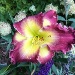 Location: My zone 5 garden.
Date: 2017-09-08
This is one fantastic plant - it bloomed all summer & is now rebl