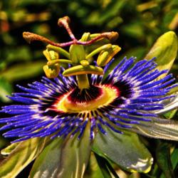 Location: Botanical Gardens of the State of Georgia...Athens, Ga
Date: 2017-09-08
Blue Passion Flower 033