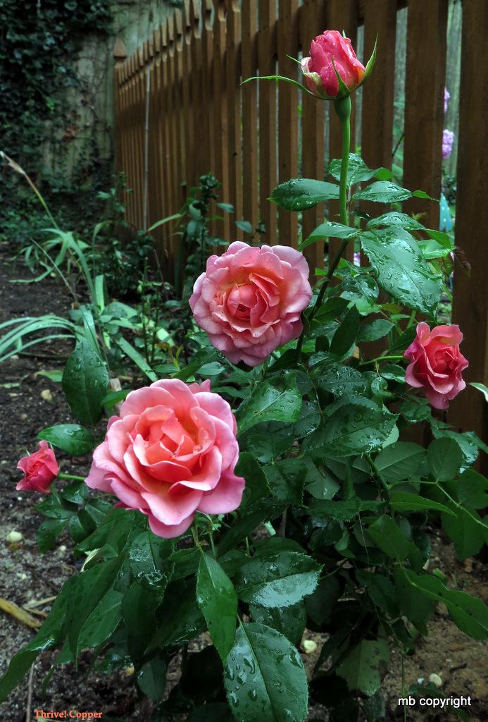 Photo of Rose (Rosa 'Jean Cocteau') uploaded by MargieNY
