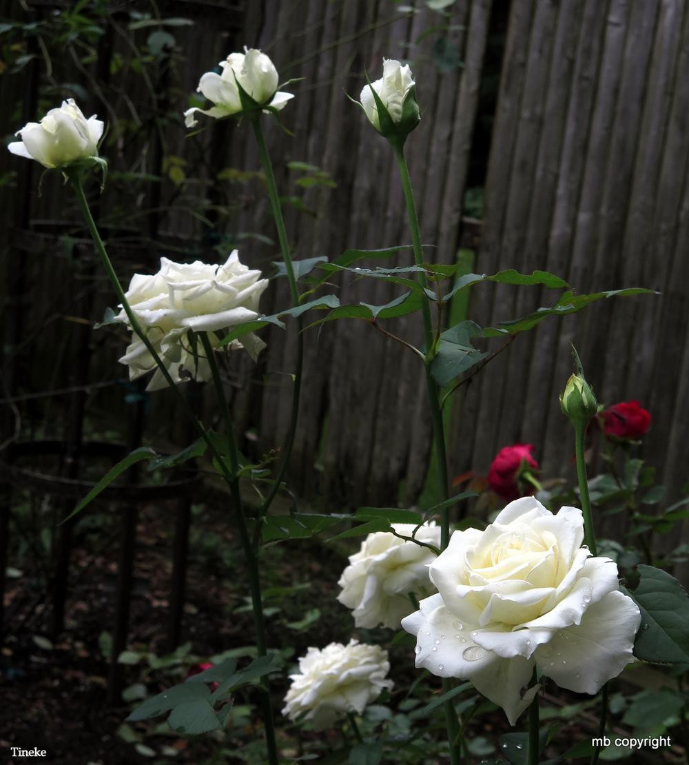 Photo of Hybrid Tea Rose (Rosa 'Tineke') uploaded by MargieNY