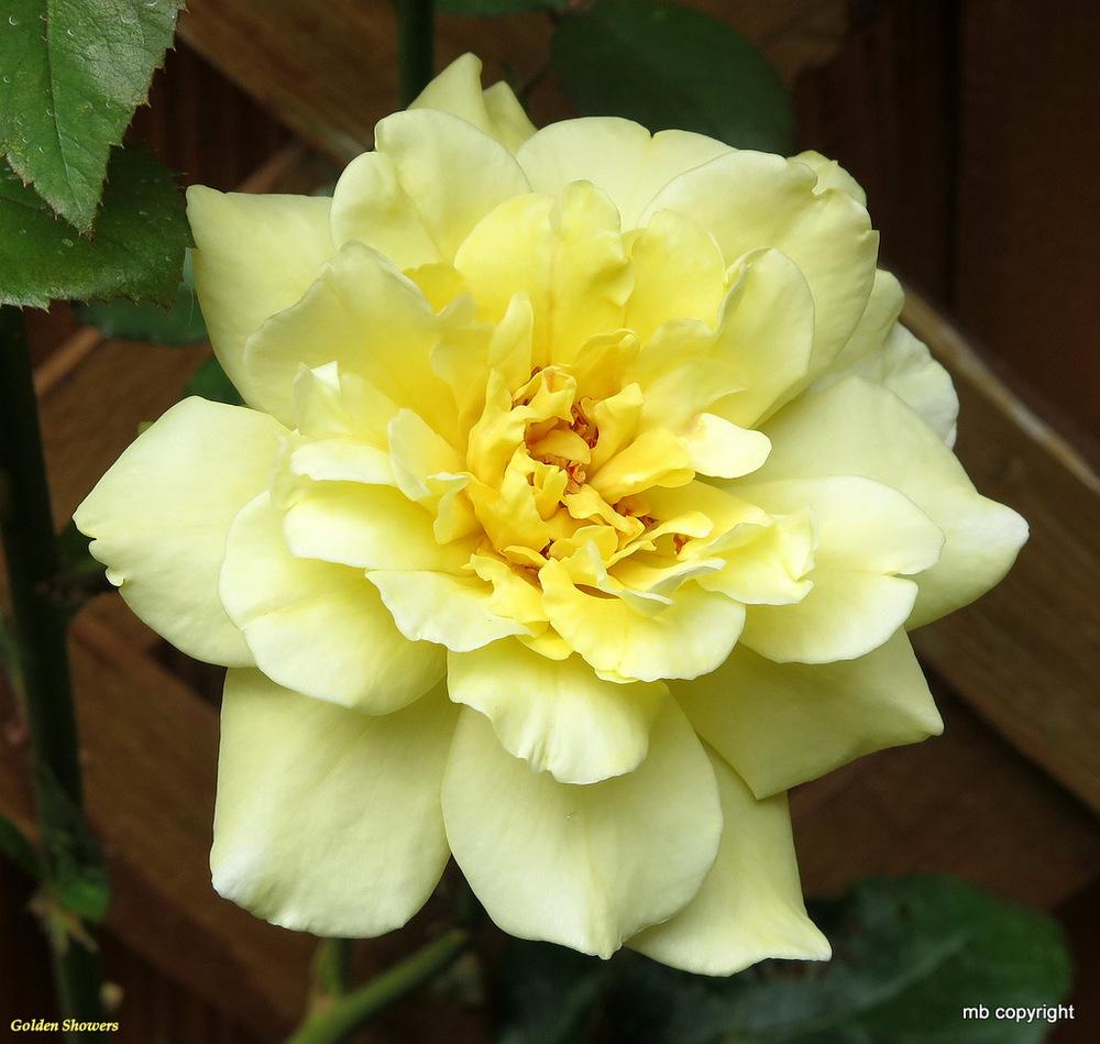 Photo of Rose (Rosa 'Golden Showers') uploaded by MargieNY