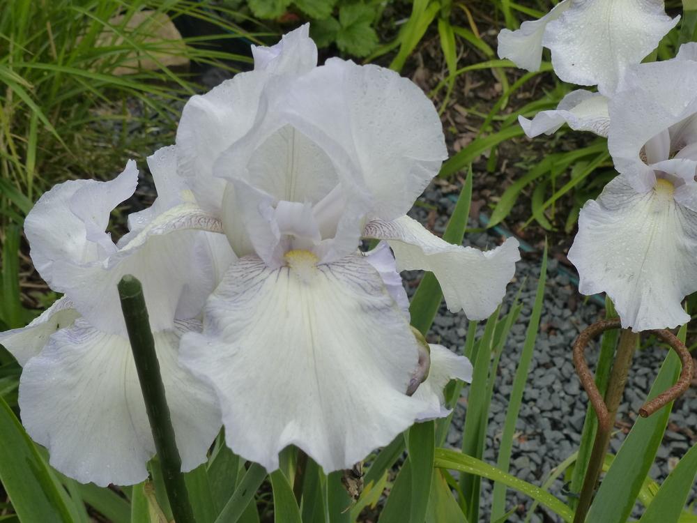 Photo of Tall Bearded Iris (Iris 'English Cottage') uploaded by Mayo62