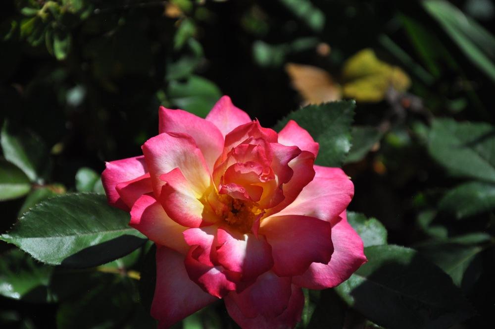 Photo of Rose (Rosa 'Rainbow Sorbet') uploaded by Steve812