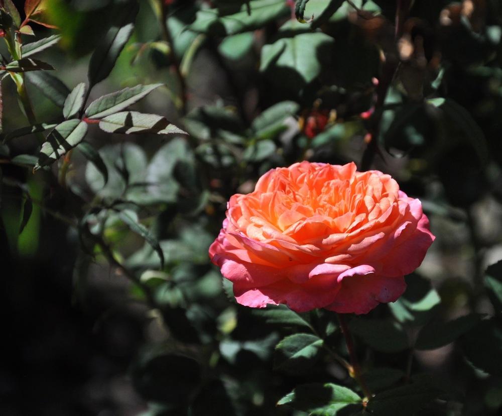 Photo of Rose (Rosa 'Portlandia') uploaded by Steve812