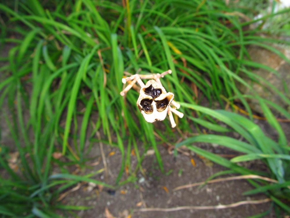 Photo of Daylily (Hemerocallis 'Black Passion') uploaded by jmorth