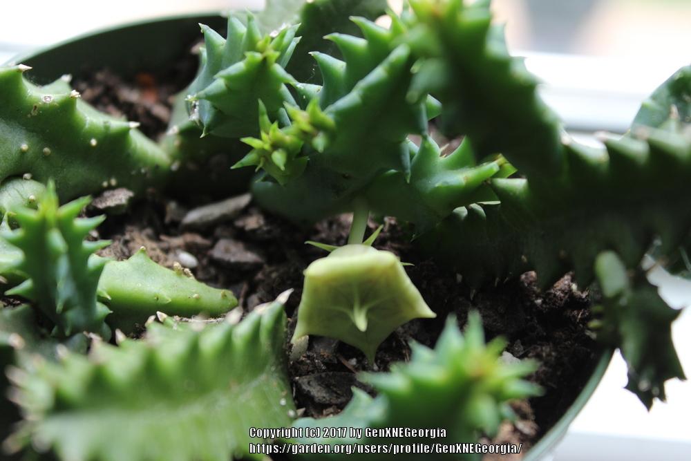 Photo of Lifesaver Plant (Ceropegia zebrina subsp. zebrina) uploaded by GenXNEGeorgia