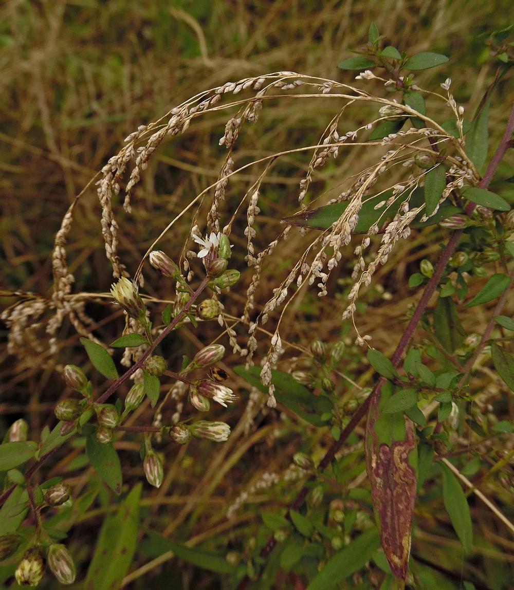 Photo of Mountain Aster (Oclemena acuminata) uploaded by Prosedda