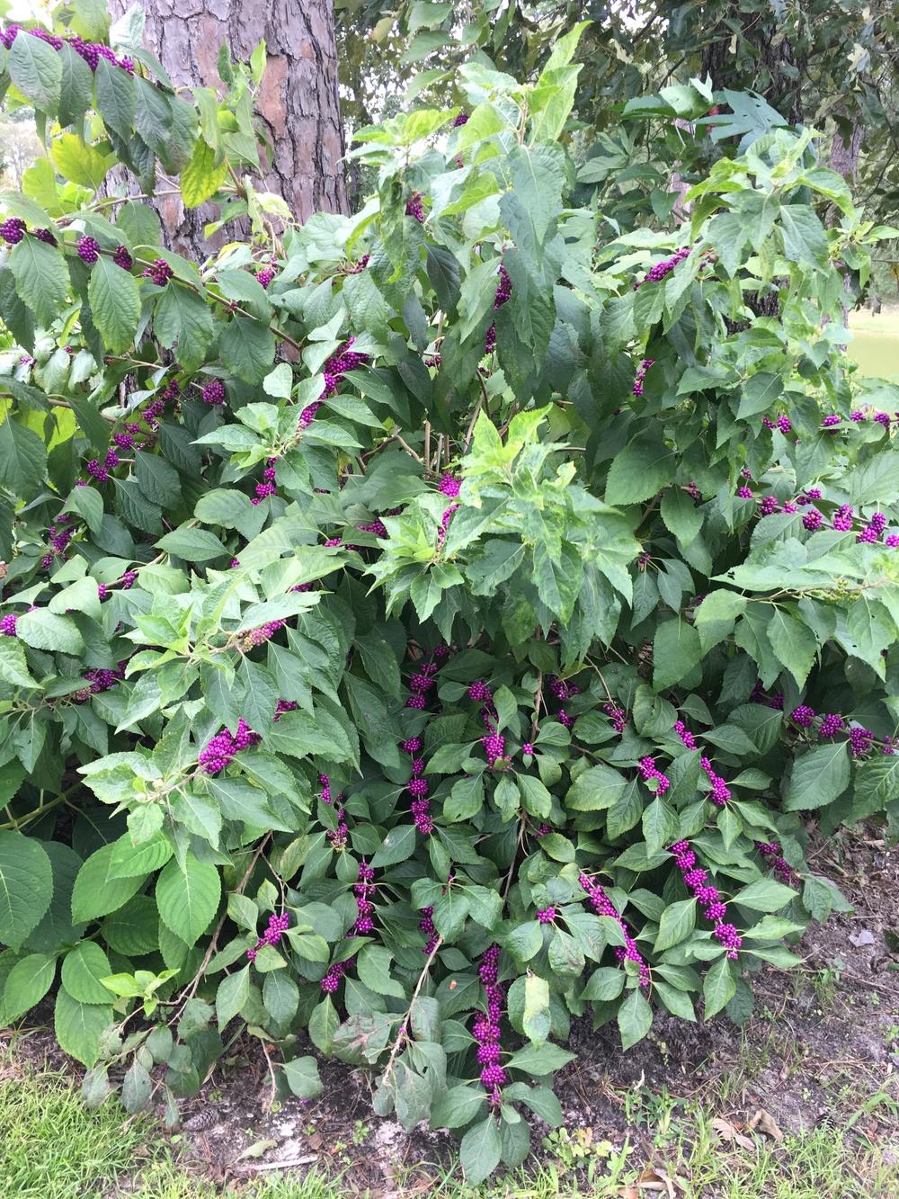 Photo of Beautyberry (Callicarpa dichotoma) uploaded by Antsy