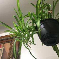 Location: Our apartment
Date: 2017-09-12
Hawaiian Spider Plant, about a year old, cultivated from a cuttin