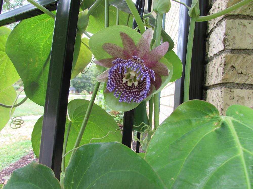 Photo of Blue Passion Flower (Passiflora caerulea) uploaded by SongofJoy